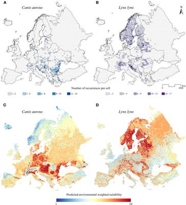 A shifting carnivore’s community: habitat modeling suggests increased overlap between the golden jackal and the Eurasian lynx in Europe